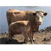 Image 7 : Robert Anderson - 48 Cow/Calf Pairs (Perdue, SK)