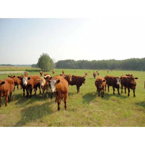 Tony Groenewoud - 1050# Steers - 270 Head (Turtleford, SK)