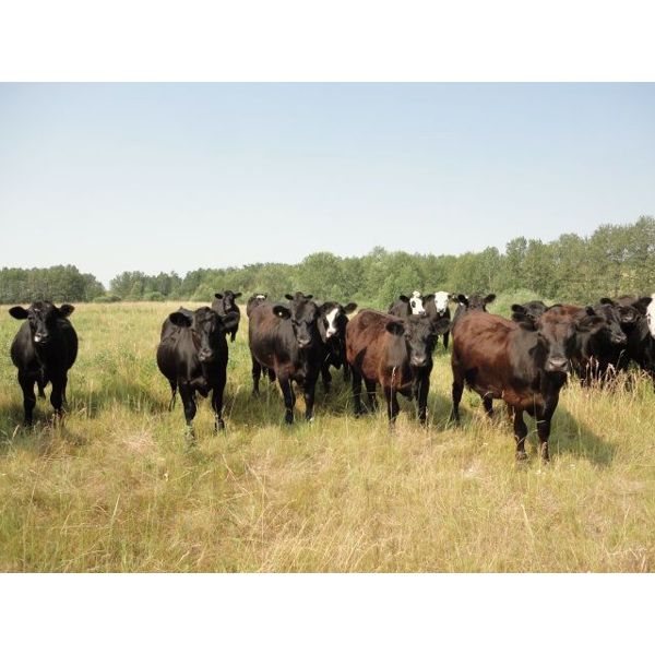 Tony Groenewoud - 1050# Steers - 215 Head (Turtleford, SK)