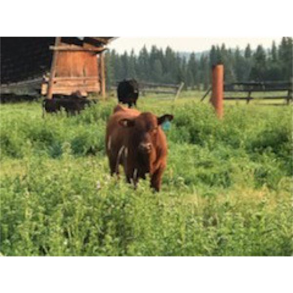 Double J Crop & Cattle Co. - 650# Steer Calves - 95 Head (Rimbey, AB)