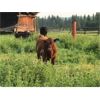 Image 1 : Double J Crop & Cattle Co. - 650# Steer Calves - 95 Head (Rimbey, AB)