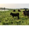 Image 2 : Double J Crop & Cattle Co. - 650# Steer Calves - 95 Head (Rimbey, AB)
