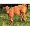 Image 6 : Double J Crop & Cattle Co. - 650# Steer Calves - 95 Head (Rimbey, AB)