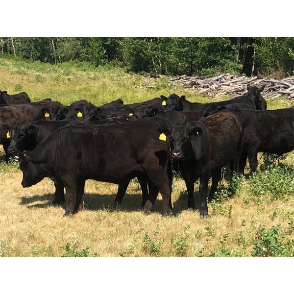 George Ranching - 925# Steers - 93 Head (Marwayne, AB)