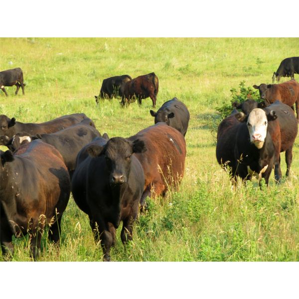 Lauder Ranch - 990# Steers - 62 Head (Quilchena, BC)