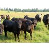 Image 4 : Lauder Ranch - 990# Steers - 62 Head (Quilchena, BC)