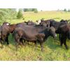 Image 2 : Lauder Ranch - 920# Steers - 310 Head (Quilchena, BC)