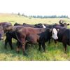 Image 5 : Lauder Ranch - 920# Steers - 310 Head (Quilchena, BC)