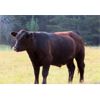 Image 6 : Lauder Ranch - 920# Steers - 310 Head (Quilchena, BC)