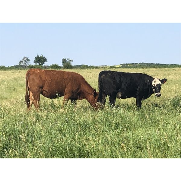 Westview Cattle Co. - 1000# Heifers - 120 Head (Consort, AB)