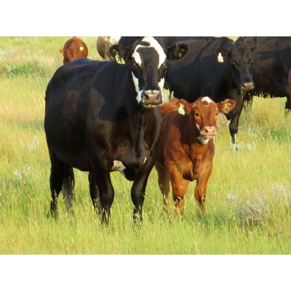 Marshall Murch - 560# Heifer Calves - 100 Head (Lancer, SK)