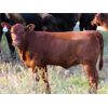 Image 2 : Marshall Murch - 560# Heifer Calves - 100 Head (Lancer, SK)