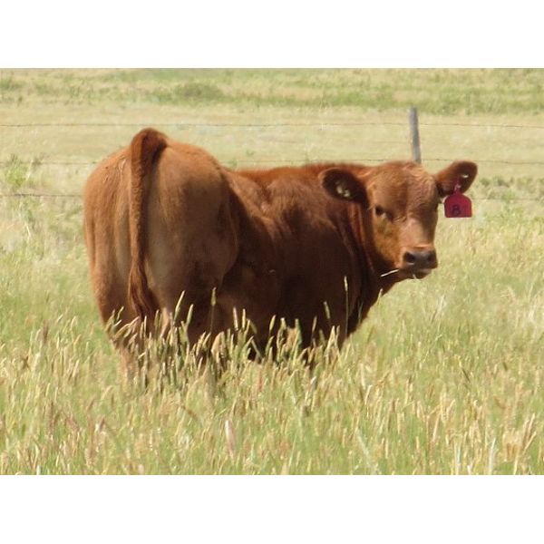 Darren Wagner - 560# Steer Calves - 100 Head (Leader, SK)