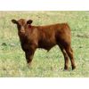 Image 2 : Darren Wagner - 560# Steer Calves - 100 Head (Leader, SK)