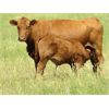 Image 5 : Darren Wagner - 560# Steer Calves - 100 Head (Leader, SK)