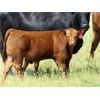 Image 6 : Darren Wagner - 560# Steer Calves - 100 Head (Leader, SK)