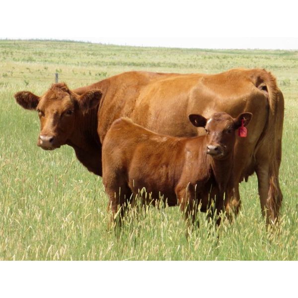 Darren Wagner - 535# Heifer Calves - 100 Head (Leader, SK)