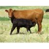 Image 5 : Darren Wagner - 535# Heifer Calves - 100 Head (Leader, SK)