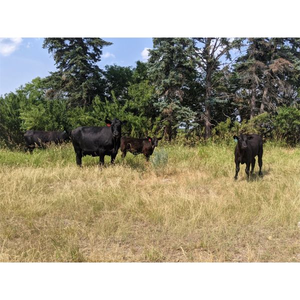 Jordan Hoopfer - 630# Steer Calves - 120 Head (Stettler, AB)