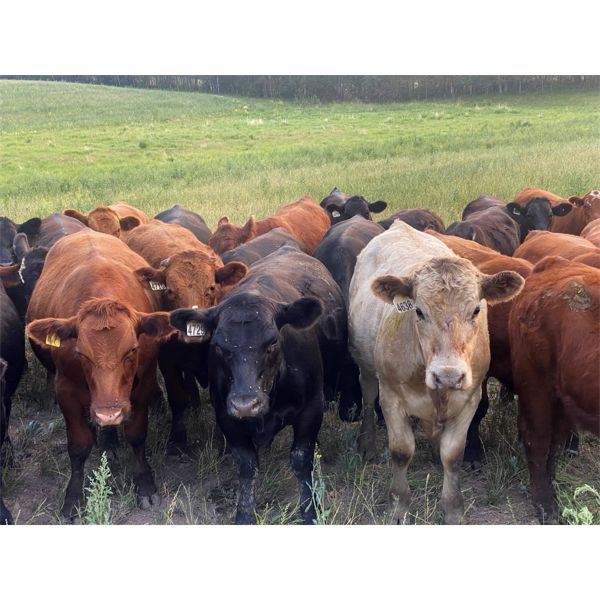 Jason McElroy - 880# Steers - 200 Head (Barrhead, AB)