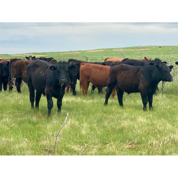 Kings Corner Farms - 800# Steers - 77 Head (Corning, SK)