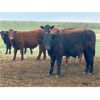 Image 3 : Kings Corner Farms - 800# Steers - 77 Head (Corning, SK)