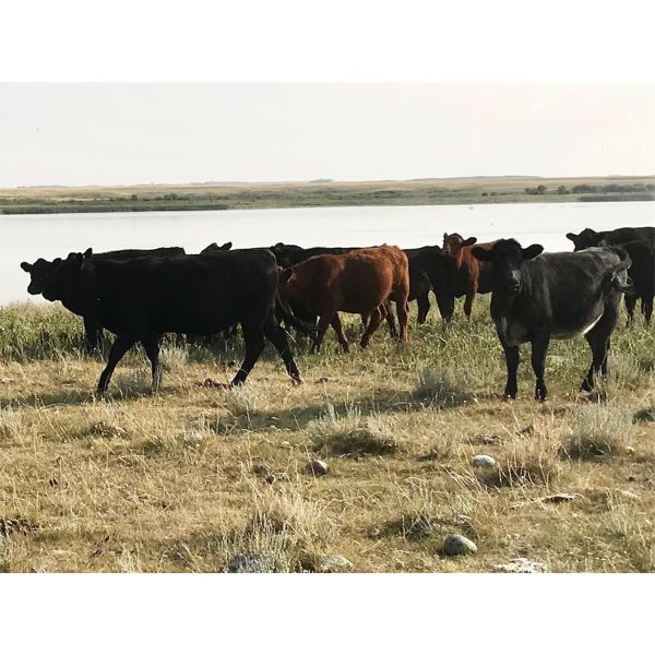 Kings Corner Farms - 780# Heifers - 80 Head (Corning, SK)