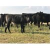 Image 4 : Kings Corner Farms - 780# Heifers - 80 Head (Corning, SK)
