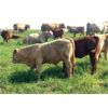 Image 1 : Grassy Flat Ranches Ltd. - 775# Steer Calves - 160 Head (Dewberry, AB)