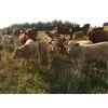 Image 2 : Grassy Flat Ranches Ltd. - 775# Steer Calves - 160 Head (Dewberry, AB)