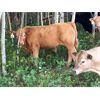 Image 3 : Grassy Flat Ranches Ltd. - 775# Steer Calves - 160 Head (Dewberry, AB)