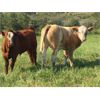Image 4 : Grassy Flat Ranches Ltd. - 775# Steer Calves - 160 Head (Dewberry, AB)