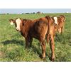 Image 5 : Grassy Flat Ranches Ltd. - 775# Steer Calves - 160 Head (Dewberry, AB)