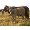 Image 6 : Grassy Flat Ranches Ltd. - 775# Steer Calves - 160 Head (Dewberry, AB)