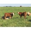 Image 7 : Grassy Flat Ranches Ltd. - 775# Steer Calves - 160 Head (Dewberry, AB)