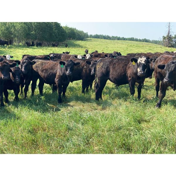 Hedge Haven Farms - 860# Steers - 270 Head (Lloydminster, AB)