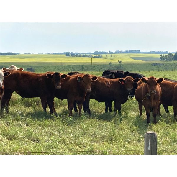 Hedge Haven Farms - 825# Steers - 225 Head (Lloydminster, AB)