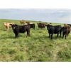 Image 5 : Hedge Haven Farms - 825# Steers - 225 Head (Lloydminster, AB)