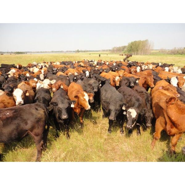 DJC Ranch - 1050# Steers - 513 Head (Meadow Lake, SK)