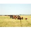Image 2 : DJC Ranch - 1050# Steers - 513 Head (Meadow Lake, SK)