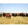 Image 4 : DJC Ranch - 1050# Steers - 513 Head (Meadow Lake, SK)