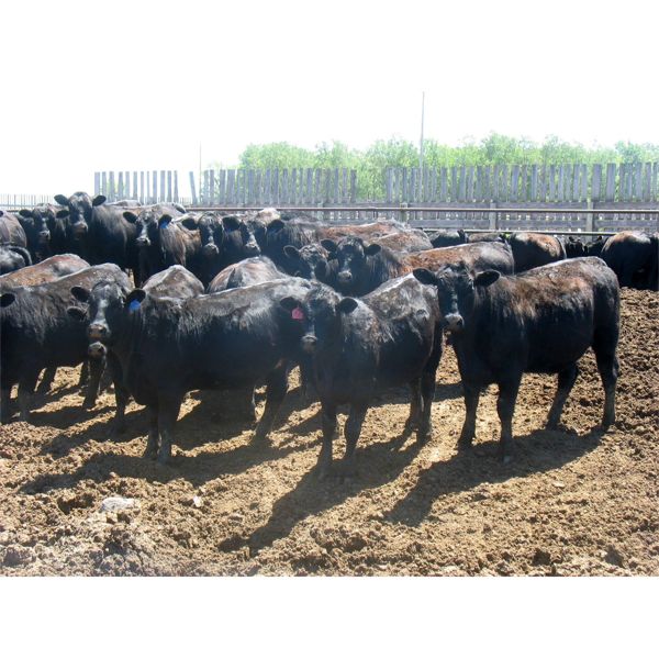 Bar W Ranch - 860# Heifers - 210 Head (Rocanville, SK)
