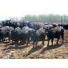 Image 1 : Bar W Ranch - 860# Heifers - 210 Head (Rocanville, SK)