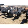 Image 3 : Bar W Ranch - 860# Heifers - 210 Head (Rocanville, SK)