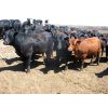 Image 5 : Bar W Ranch - 860# Heifers - 210 Head (Rocanville, SK)