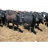 Image 6 : Bar W Ranch - 860# Heifers - 210 Head (Rocanville, SK)