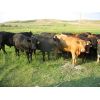 Image 1 : Forwood Livestock - 900# Heifers - 62 Head (Rockglen, SK)