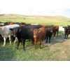 Image 3 : Forwood Livestock - 900# Heifers - 62 Head (Rockglen, SK)
