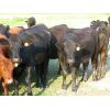 Image 4 : Forwood Livestock - 900# Heifers - 62 Head (Rockglen, SK)