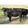 Image 5 : Forwood Livestock - 900# Heifers - 62 Head (Rockglen, SK)